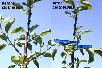 هرس پنسمان درختان میوه - فوت و فن های باغبانی